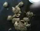 乾燥栄養の研究物を紹介　FECES