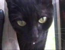 窓際の猫