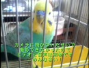 エンターティナーなインコ(らしい)