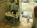 猫を恐れないかもめ
