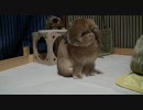 うさぎさんで和みます【きなこまみれ】