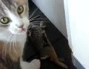 お、猫がウサギ獲ってきた