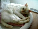 ウチの猫5