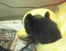 アルビノパイソンがウサギをホールド