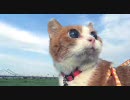 22歳のネコ【チョキ】イメージムービー NO.5 ０〜３歳の想い出
