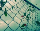 【作業用BGM】なんとなく雨→虹な気分の曲　２