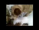 散歩してたらわんこ達がウサギ獲った