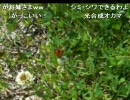 しょうこ♂山形の自然と戯れる外配信 2010/05/21