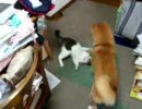 ねこのタマと犬のチャッピーのバトル