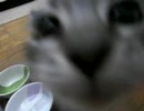 めしーーーーめしーーーーーめしーーーー・ﾟ(´□`)ﾟ･ 