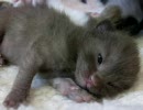 小猫観察中ヽ(´ー`)っ20100522-01