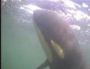 【孤児シャチ】NOAA Orphan Orca, Saving Springer【スプリンガー】