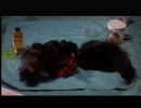 死霊のしたたり　２／５