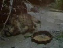HDD漁ってたら出てきたマヌル猫の赤ちゃんの動画