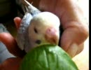 はじめて葉っぱをみるインコ