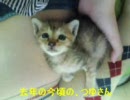 子猫が生まれたので、撮ってみた