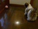 シーズー子犬対勝手に動くボール