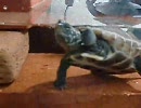 うちのクサガメ