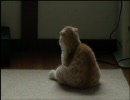 あめの日は憂鬱