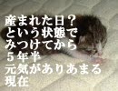ネコキック特訓