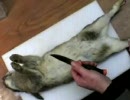 【家庭料理】うさぎの捌き方
