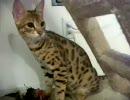 サバンナキャット、鳥を食う
