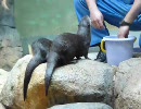 コツメカワウソのエサタイム
