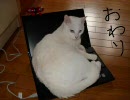 ３DWEBカメラ買ったよっ