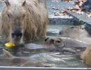 カピバラ温泉へようこそ