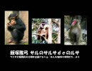 飯塚雅弓「サルのサルサｄｅのルサ」(「みんな地球のなかまたち」)