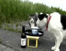 肉球居酒屋ep1「キジクロの憂鬱」