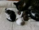 小猫観察中ヽ(´ー`)っ20100529-03