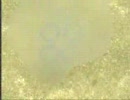海のクラゲを撮影
