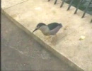 野生の鳥に餌を…