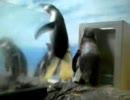 ペンギンが越えられない壁を越えようとしているようです