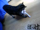 遊んで、遊んで～