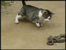 野良ネコｖｓ野良ヘビ