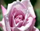 〈バラ〉Loveliness-5_2