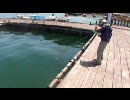 海上釣堀でタイを釣ってみた