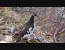 唐松岳で出会った雷鳥