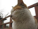 野良猫