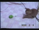 庭に産み落とされてた生後2日の子猫を育てる ２
