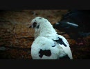 鳩