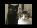 【おうちのネコ】 ～その４～ 『ハナとベル』