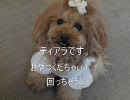 トイプードルのティアラちゃん　おねだり回転