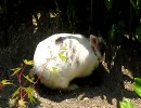 日だまりでごろごろ　うさぎ