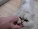 猫と触れ合った気分になれる動画