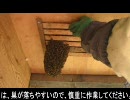 日本蜜蜂(ニホンミツバチ)の開放巣の作り方