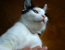 我が家の猫　発情期中