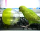みみすけ４ヶ月　少し名前が言えました